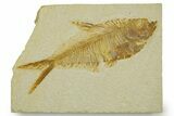Detailed Fossil Fish (Diplomystus) - Wyoming #373811-1